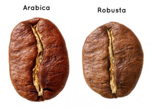 arabica, robusta coffee bean